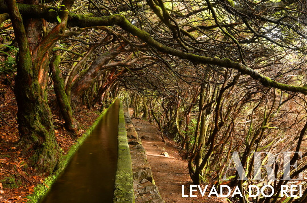 <strong>Levada do Rei</strong> es un sendero de 5,3 km (10,6 km ida y vuelta) en la isla de Madeira. Toma aproximadamente 3 horas y 30 minutos completarlo y es de <strong>dificultad media</strong>. El sendero comienza en la Planta de Tratamiento de Agua en Quebradas, São Jorge, y pasa por un bosque exótico y los <strong>paisajes agrícolas de São Jorge y Santana</strong>. En el camino, se pueden ver túneles formados por una vegetación diversa. Lo más destacado es llegar a Ribeiro Bonito, un santuario natural con densa vegetación de laurisilva. El sendero termina en el Molino de Agua de São Jorge, un molino histórico aún en funcionamiento que muele cereales cultivados en la región.